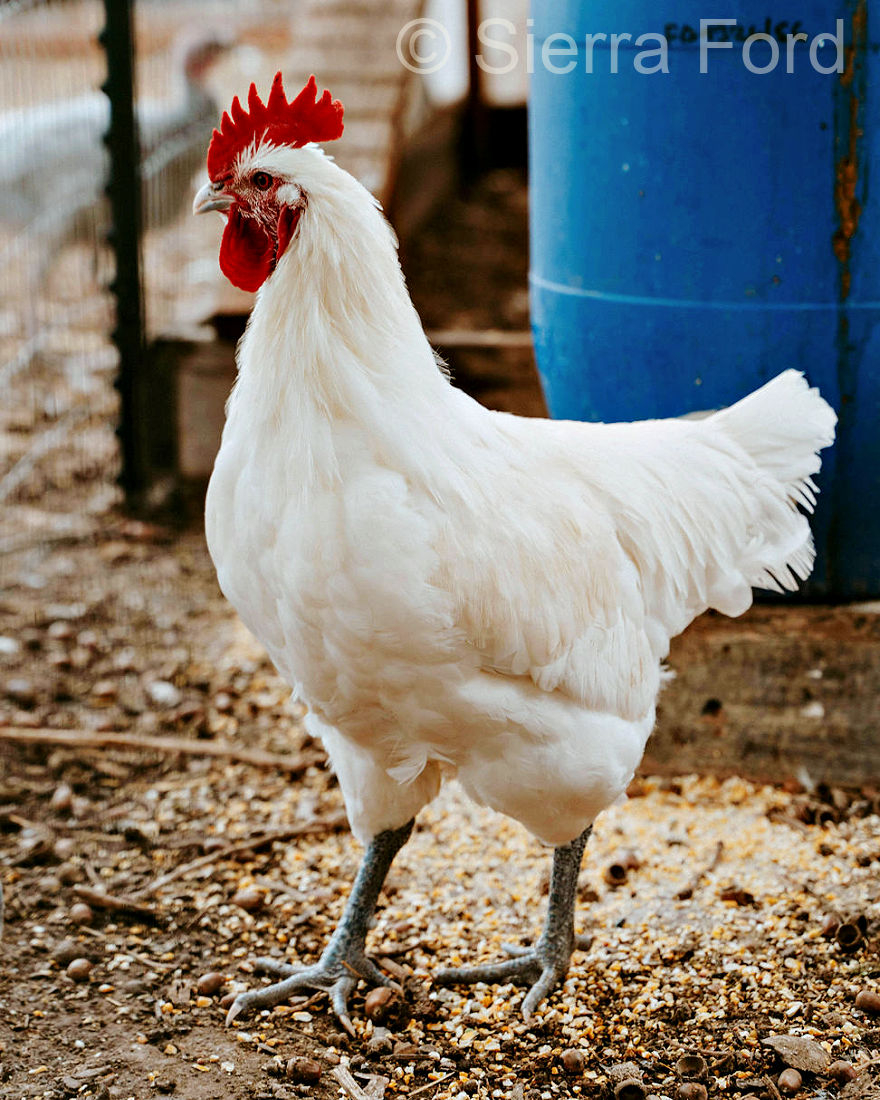 White American Bresse cockerel raised at 3F Farms in Utah. Blue Foot chickens look just like this American Bresse bird, though slightly smaller.