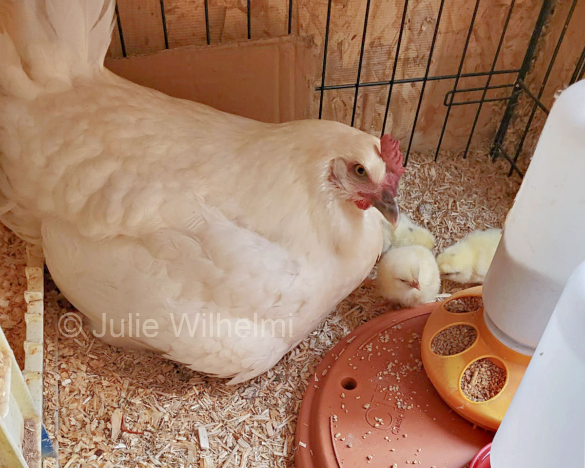 American Bresse broody hen and chicks at Farmer Bob's Tiny Raptors.