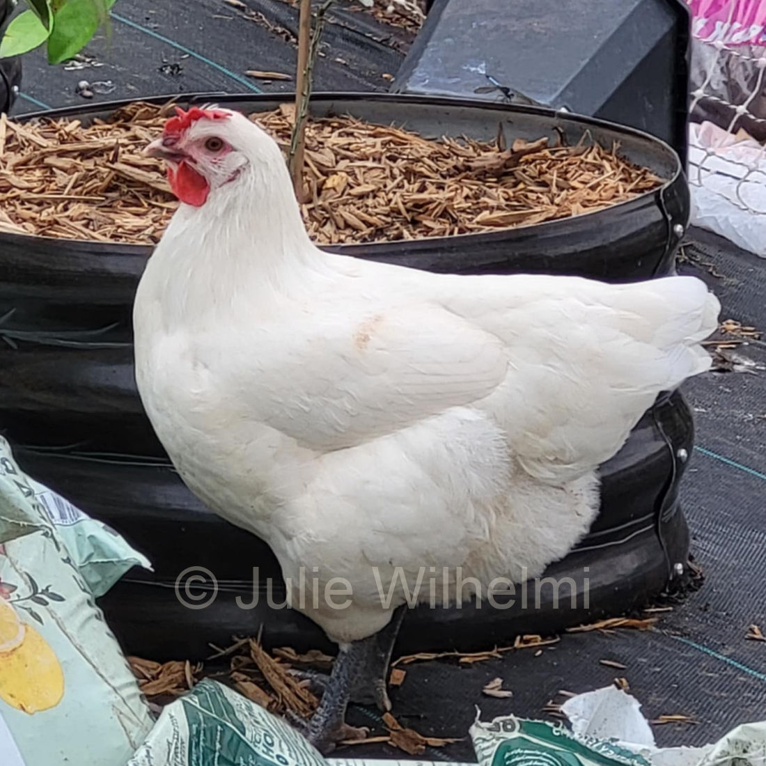 wilhelmi-hen2025sq.jpg