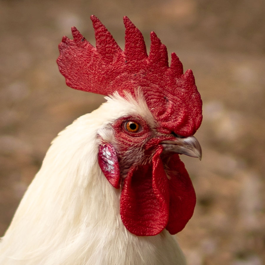 American Bresse Rooster.