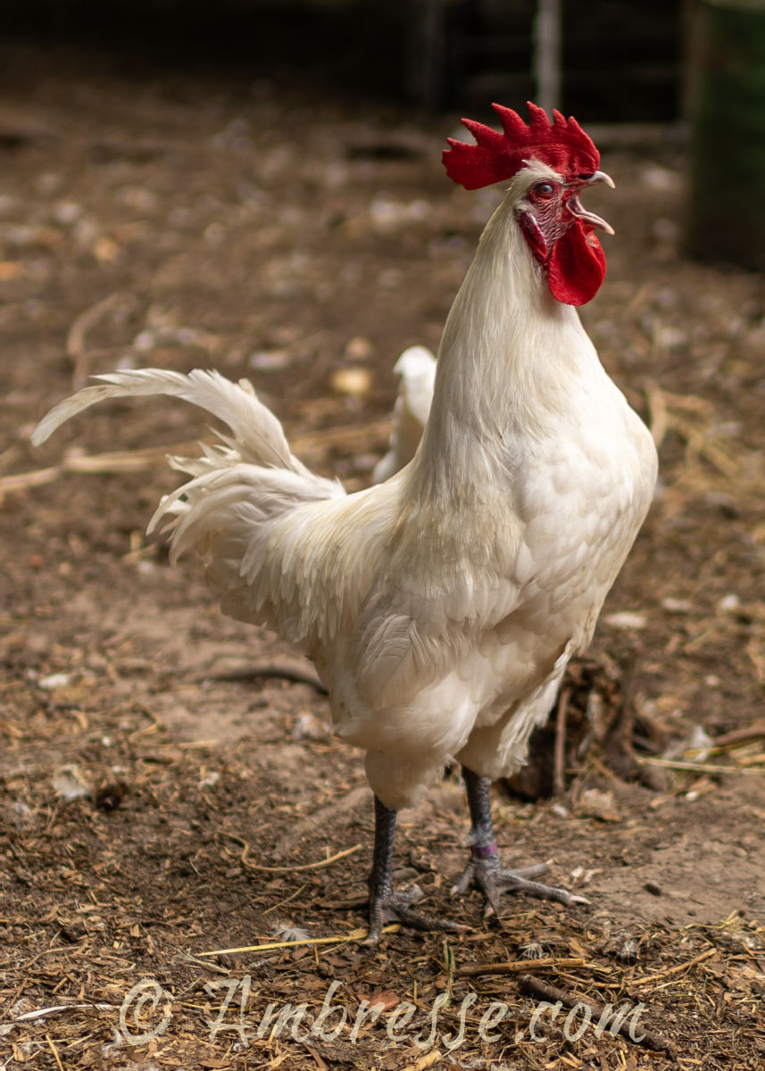 Crowing white American Bresse rooster at Ambresse Acres.