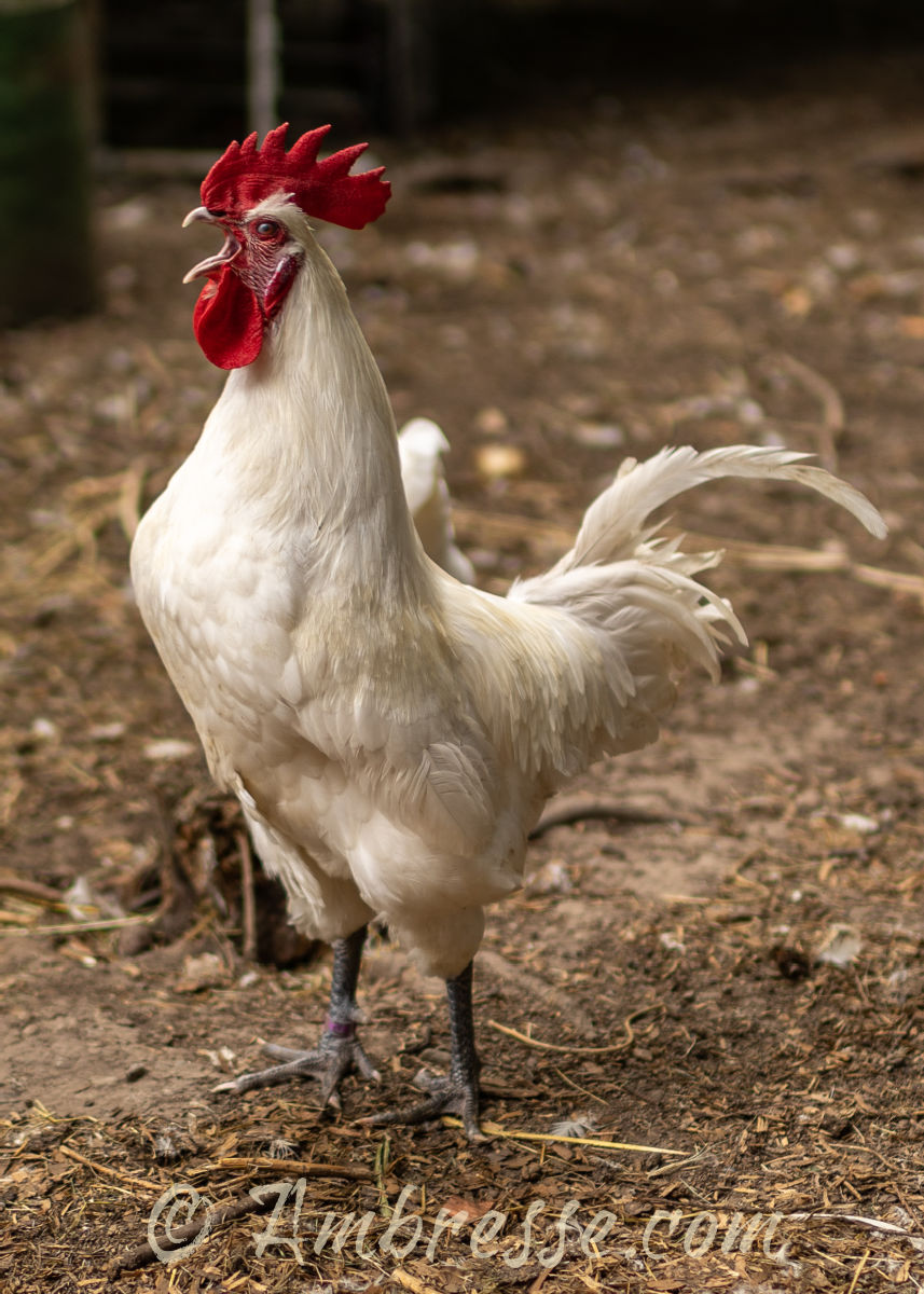 Crowing American Bresse rooster at Ambresse Acres.