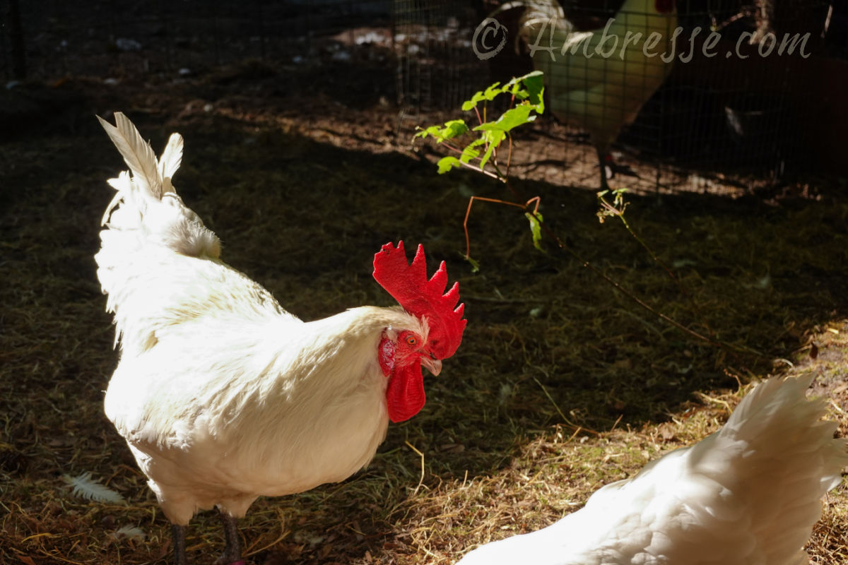 Da Bossman at Ambresse Acres in Port Angeles, Washington State.