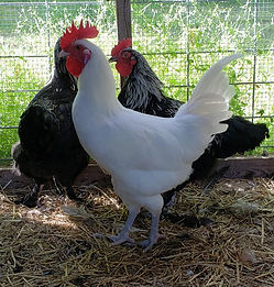 14-week cockerel at Arcadian Orchard.