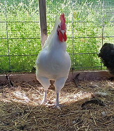 14-week cockerel at Arcadian Orchard.