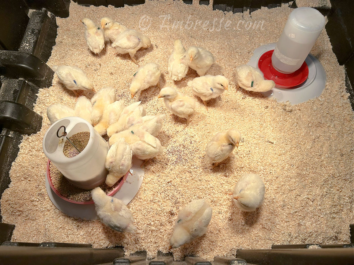 One week old chicks - the fruits of a good incubator!