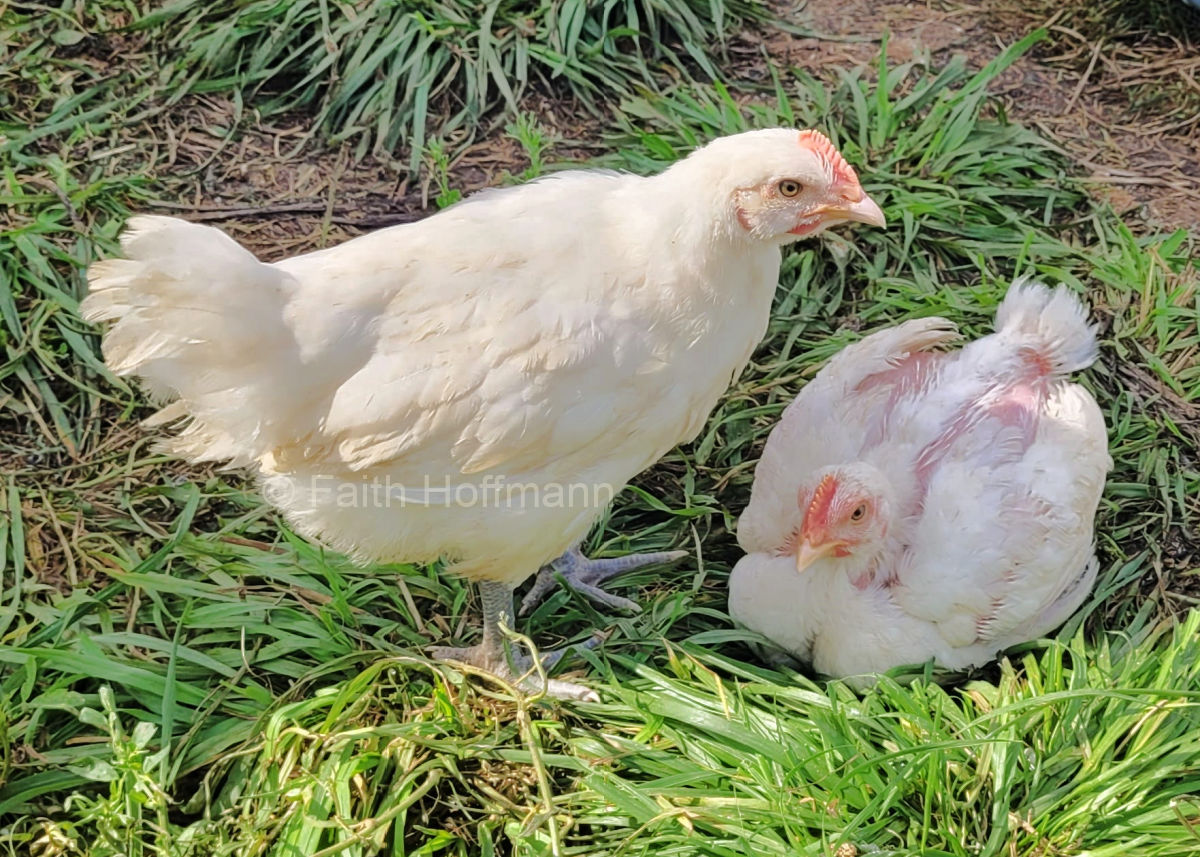 American Bresse and Cornish Cross chicks.