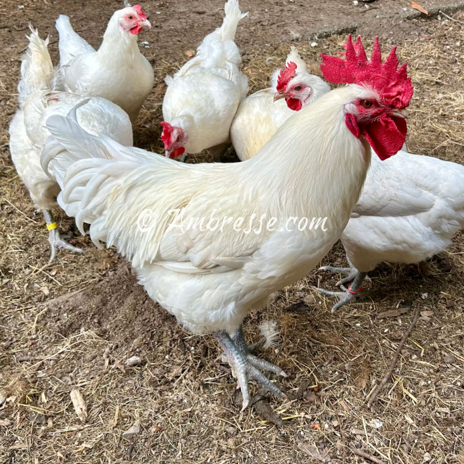 Ambresse Acres roo and hens_8227s.jpg