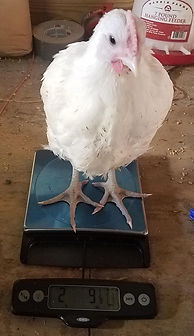 7-week-old American Bresse cockerel.