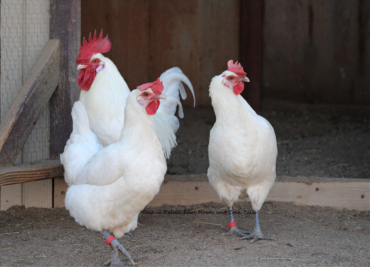 White American Bresse trio. Fowl Moods and Cock Tails in CA.