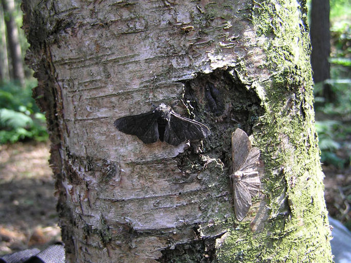 Dark and light peppered moths on tree trunk.