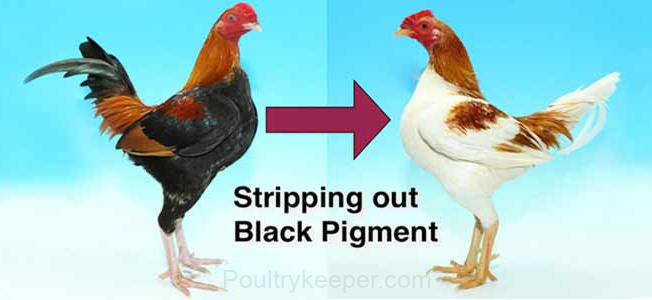 Example of Dominant White stripping black pigment out of chicken feathers.