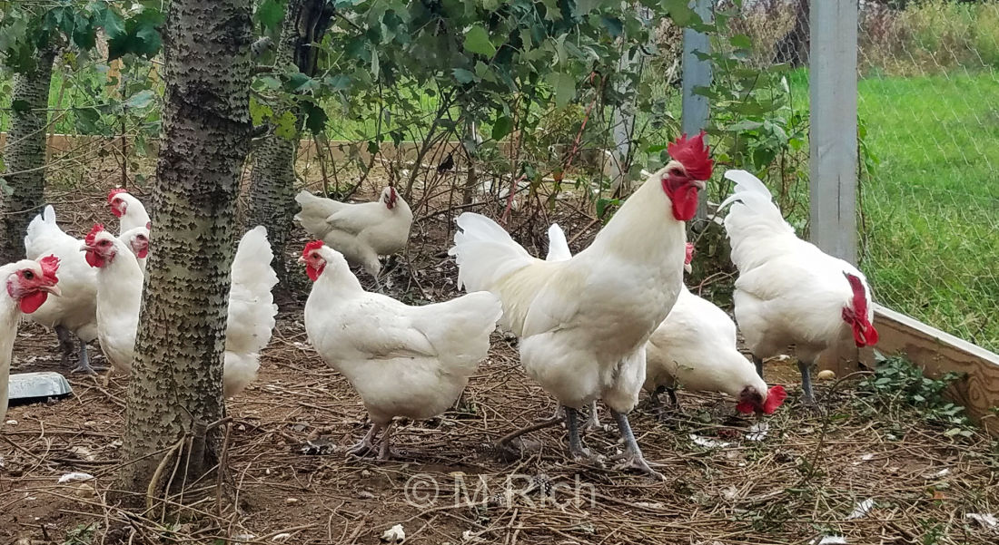 American Bresse flock belonging to M. Rich in New Jersey.