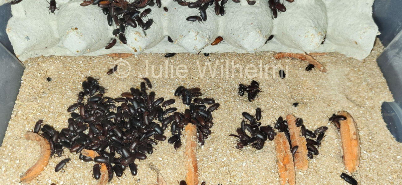 Adult darkling beetles.