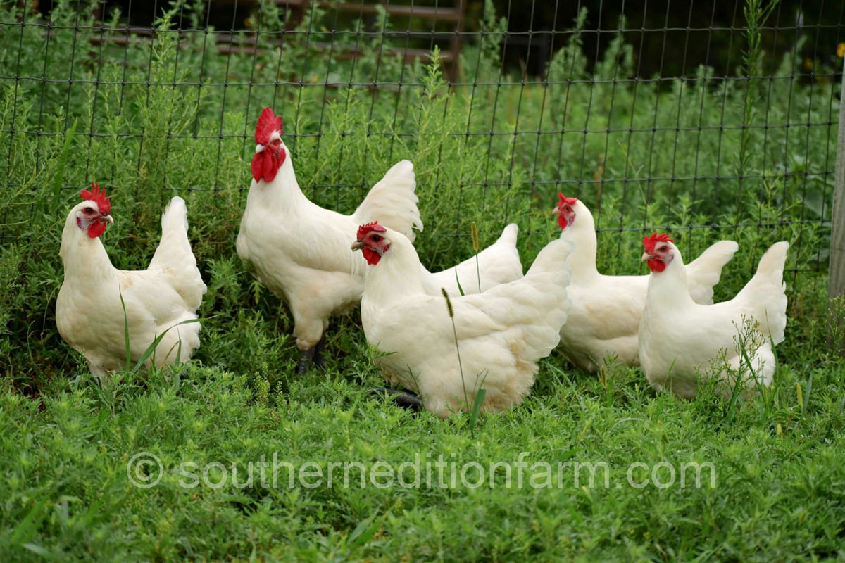Breeding group of American Bresse chickens in the pasture at Southern Edition Farm in OK.