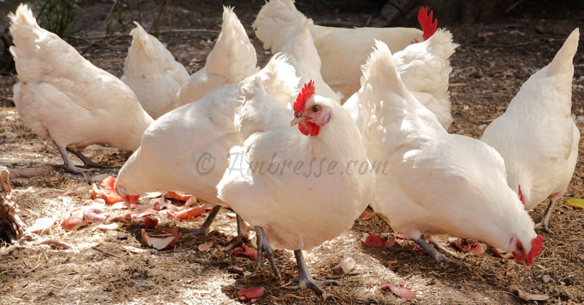 Flock of American Bresse chickens at Ambresse Acres in WA.jpg