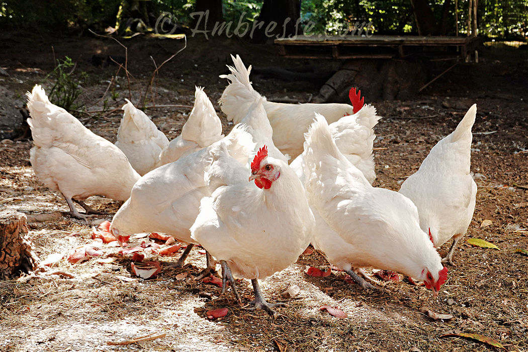 Flock of American Bresse chickens at Ambresse Acres in Port Angeles, WA.