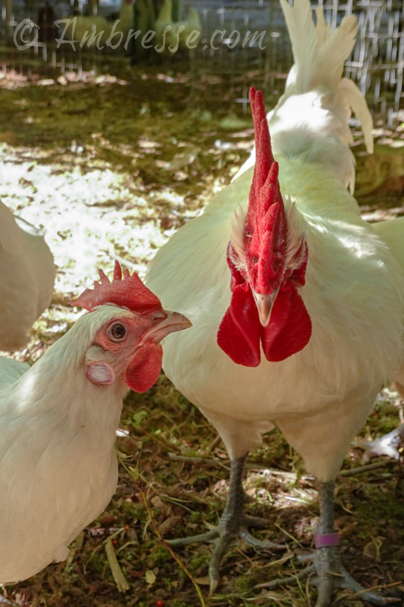 Bossman and his girl, at Ambresse Acres in Washington State. White American Bresse.