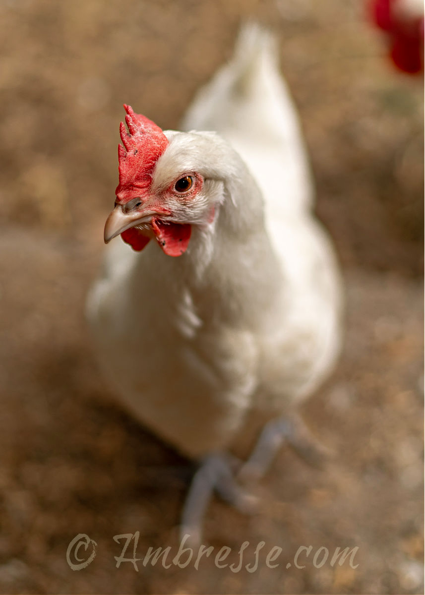White American Bresse hen at Ambresse Acres.
