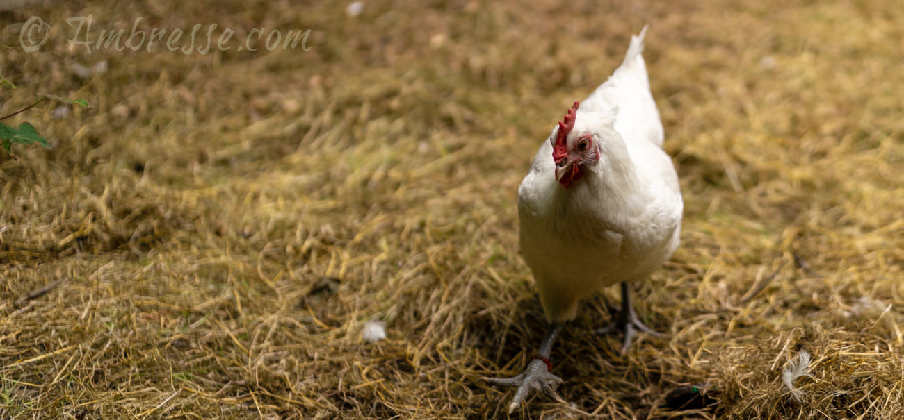 One of the American Bresse "girls" foraging at Ambresse Acres in Washington.