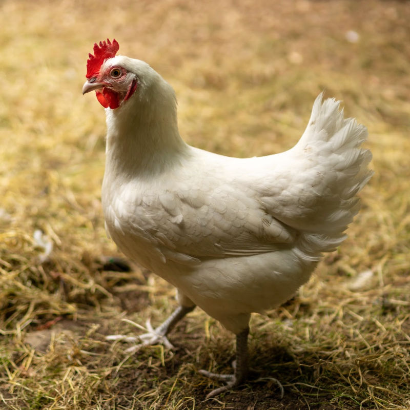 Young American Bresse hen