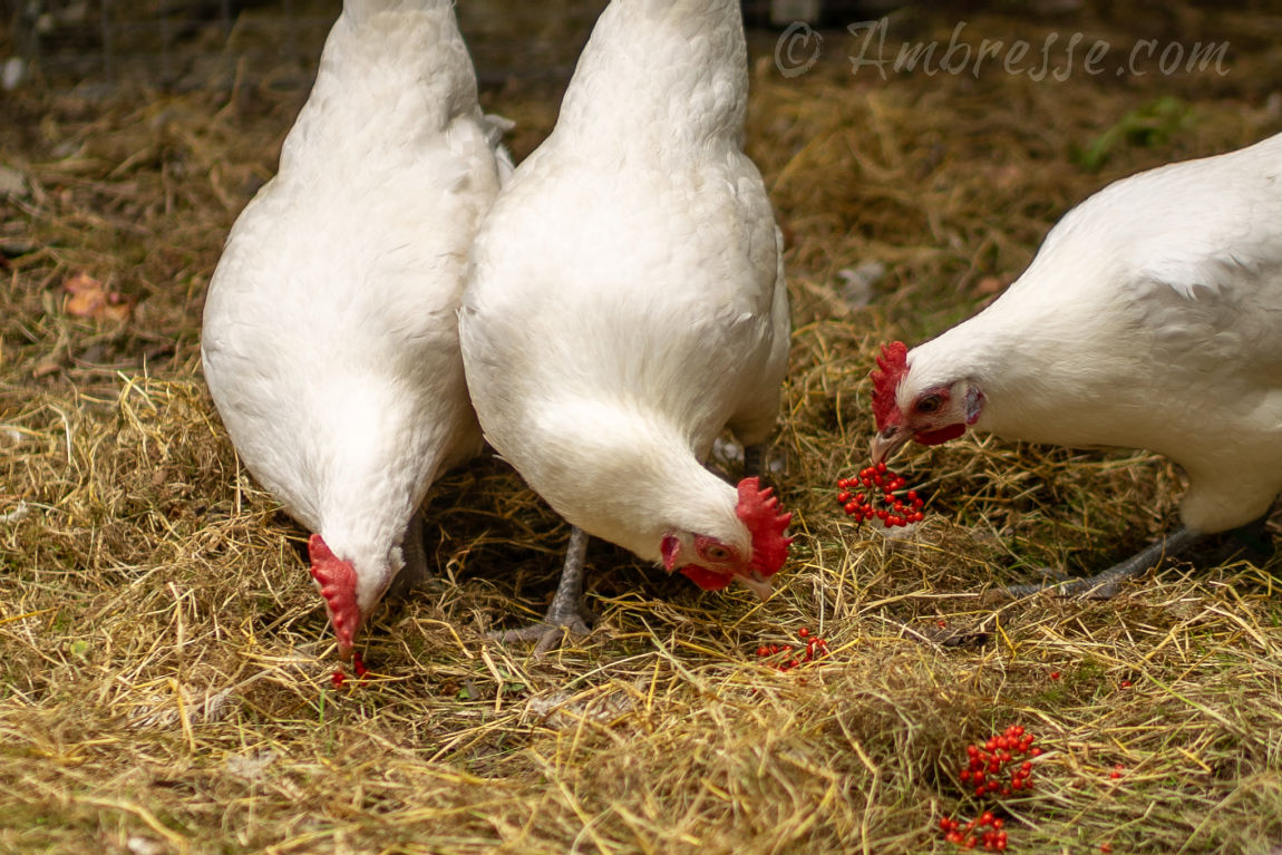 Three American Bresse hens foraging the field for deliciousness. Foraging is a strength of the American Bresse breed.