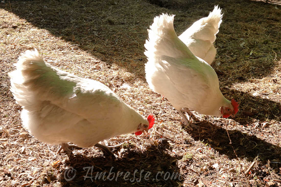 American Bresse hens foraging at Ambresse Acres in Washington State.