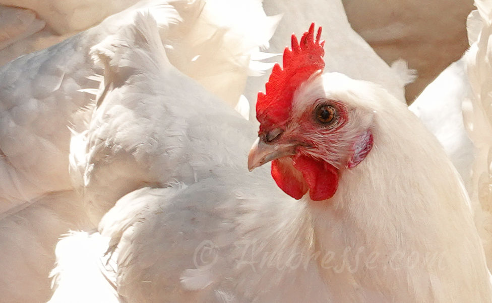 American Bresse hen with her girlfriends.