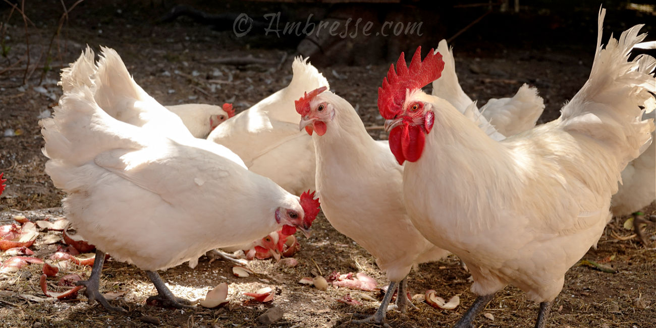 Group of American Bresse hens with the flock rooster foraging amongst kitchen scraps at Ambresse Acres in Washington State.