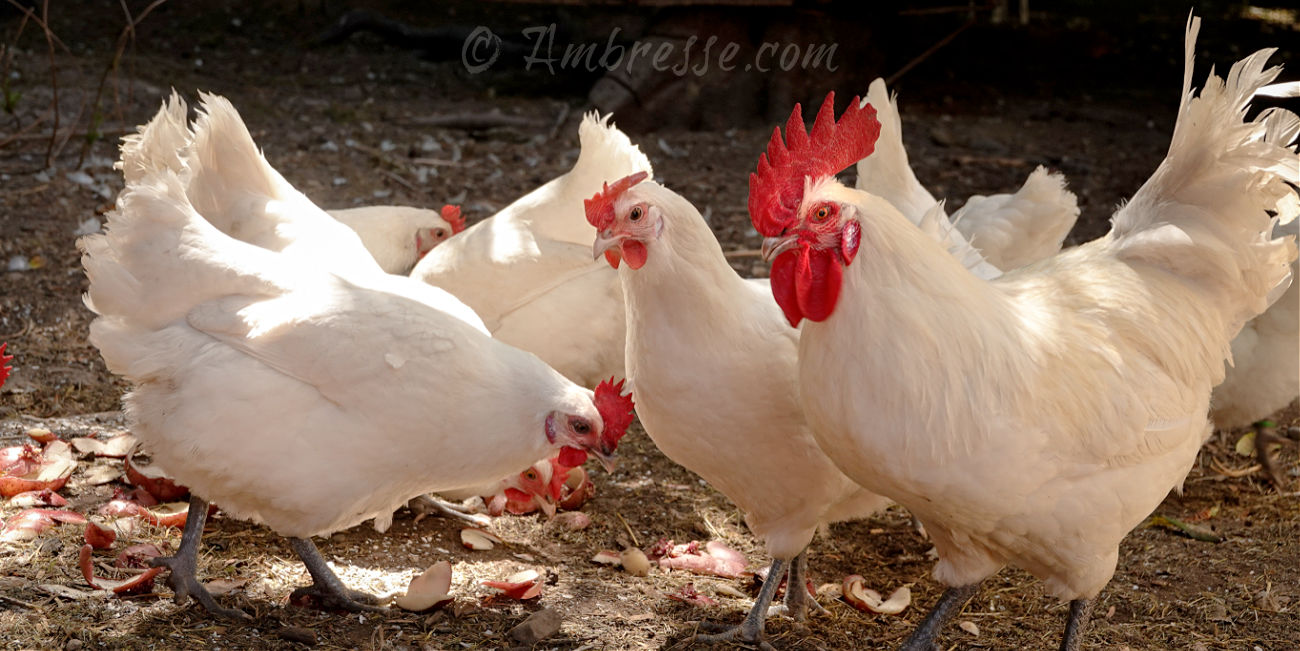 Small flock of American Bresse Chickens at Ambresse Acres, in Washington State.