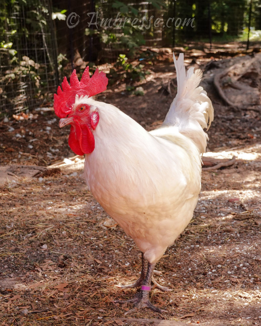 American Bresse Rooster.