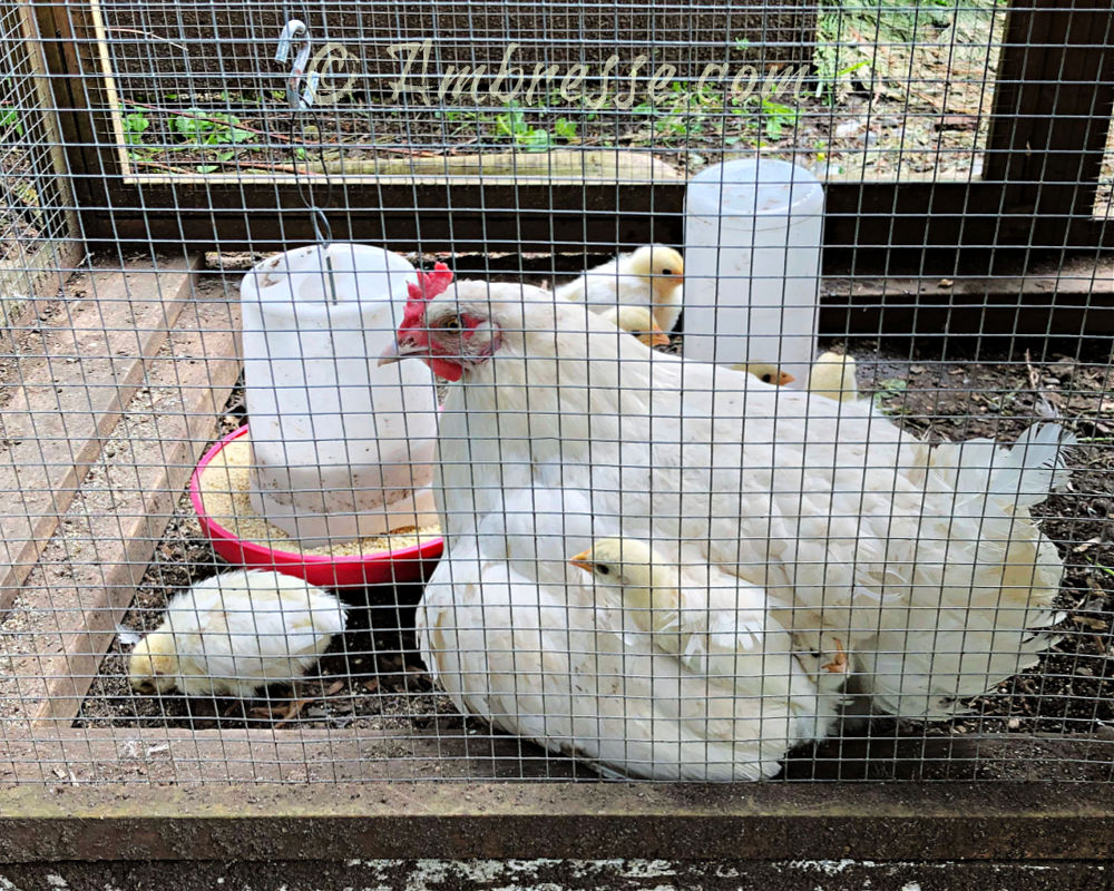 A happy American Bresse hen with her seven successfully hatched chicks.