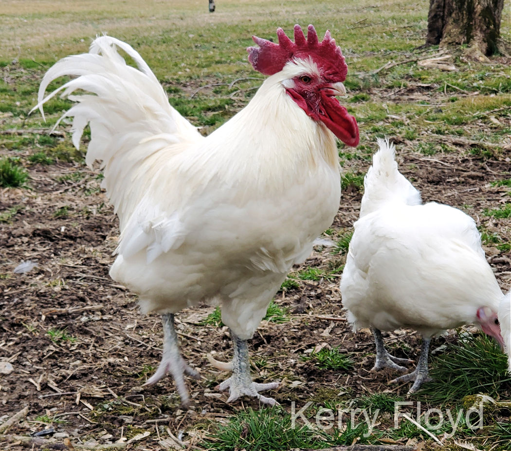 American Bresse Chickens from Kerry Floyd in NJ.