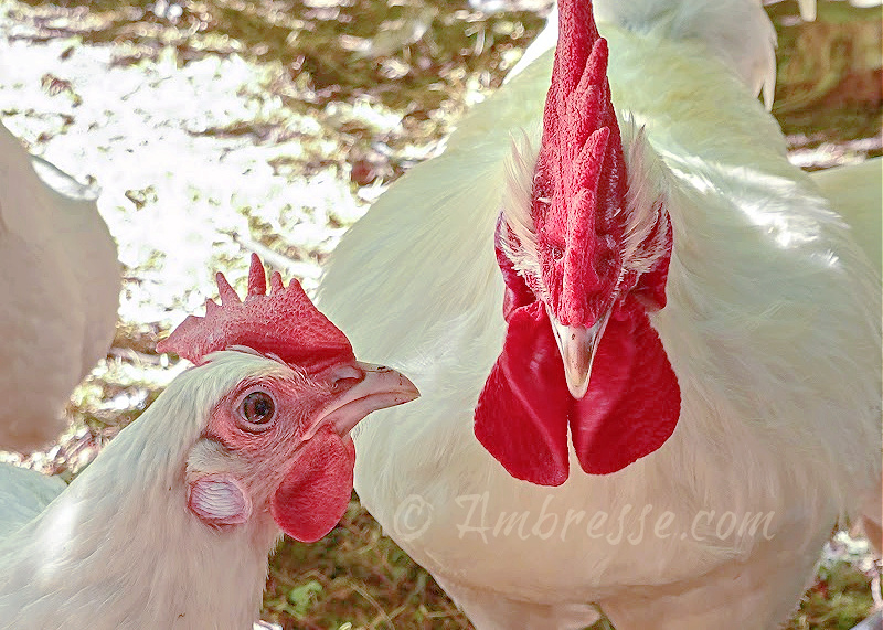 American Bresse hen attending the rooster.