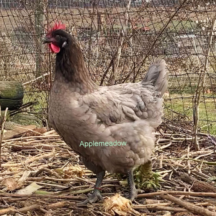 Lovely blue Canadian Bresse hen at Applemeadow in Ontario Canada.