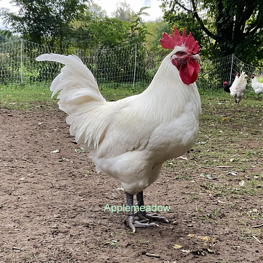 Handsome Canadian Bresse cock at Applemeadow in Ontario Canada.