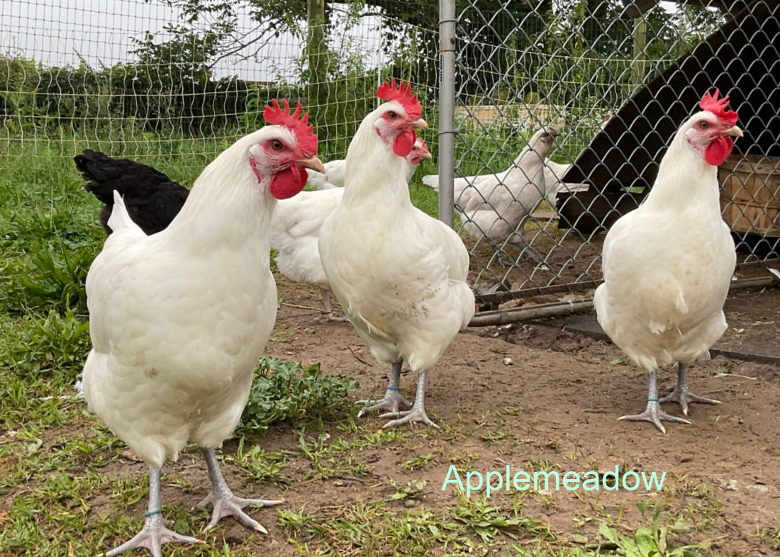 White Canadian Bresse hens at Applemeadow in Ontario Canada.