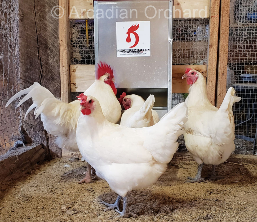 Breeding group of four white American Bresse chickens belonging to Arcadian Orchard.