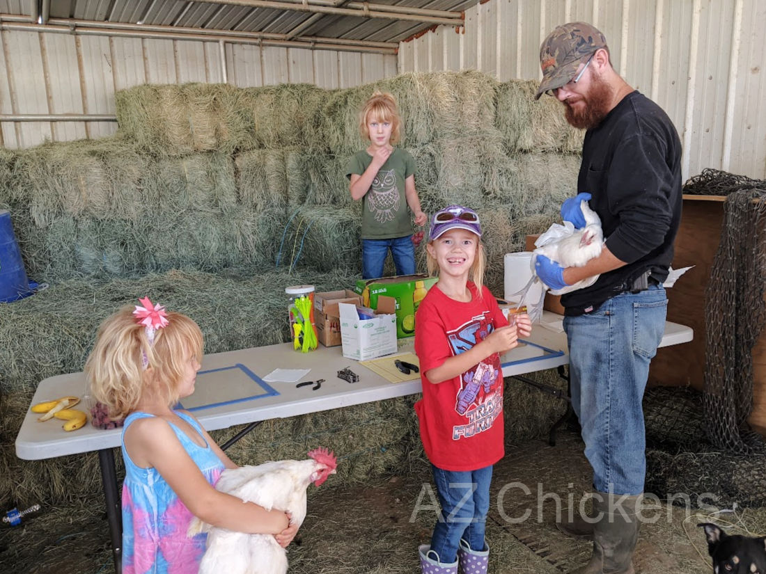 It's a family affair at AZ Chickens in AZ!