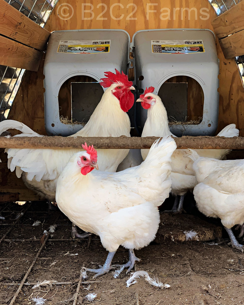 American Bresse rooster and hens from B2C2 Farms in Virginia.