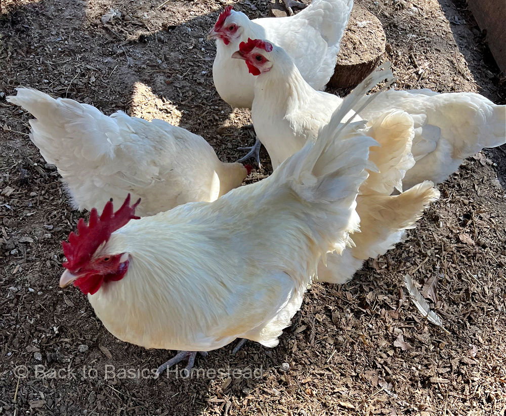 American Bresse flock at Back to Basics Homestead in Alabama.