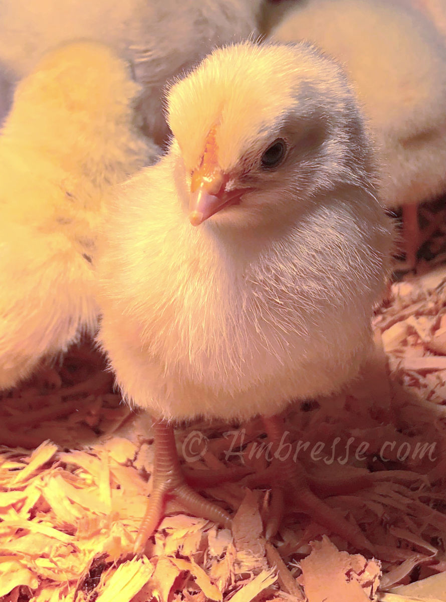 American Bresse chick at Ambresse Acres. The legs will darken to steely blue in a week or two.
