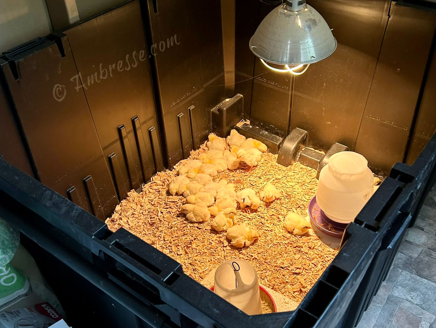 Day-old American Bresse chicks in their big black bin brooder at Ambresse Acres.