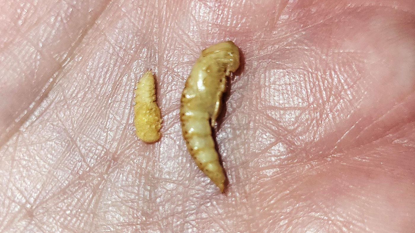 Close up view of big and small Tenebrio molitor mealworm larvae.
