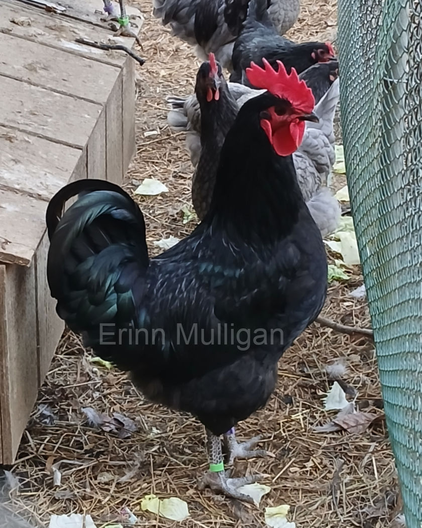 Black American Bresse Cock available by E. Mulligan.