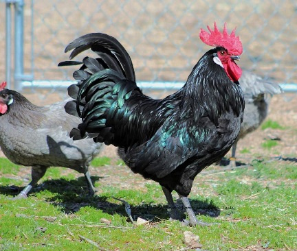 Black American Bresse cock raised by A. Davidson.