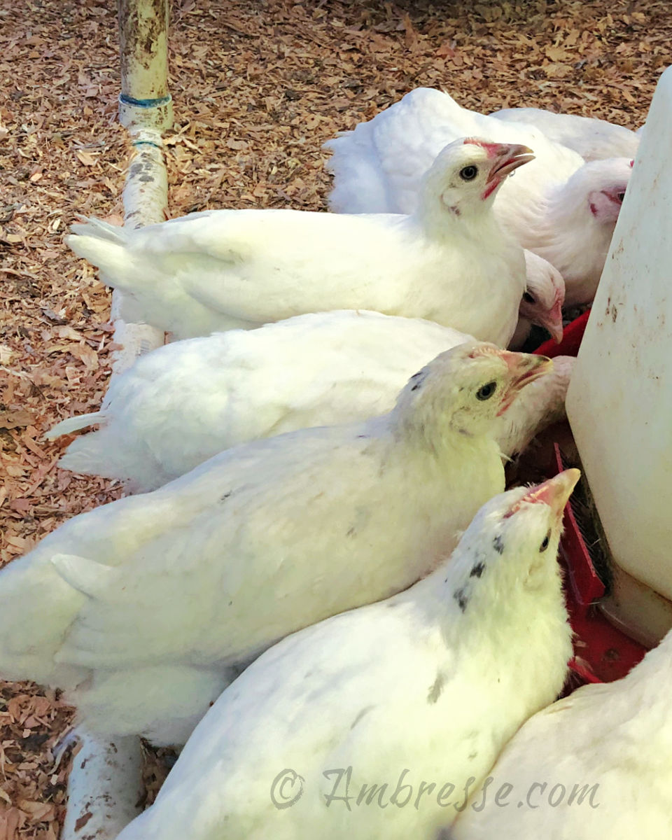 6-week-old American Bresse chicks. Some are beautiful white, others show various shades of black leakage.