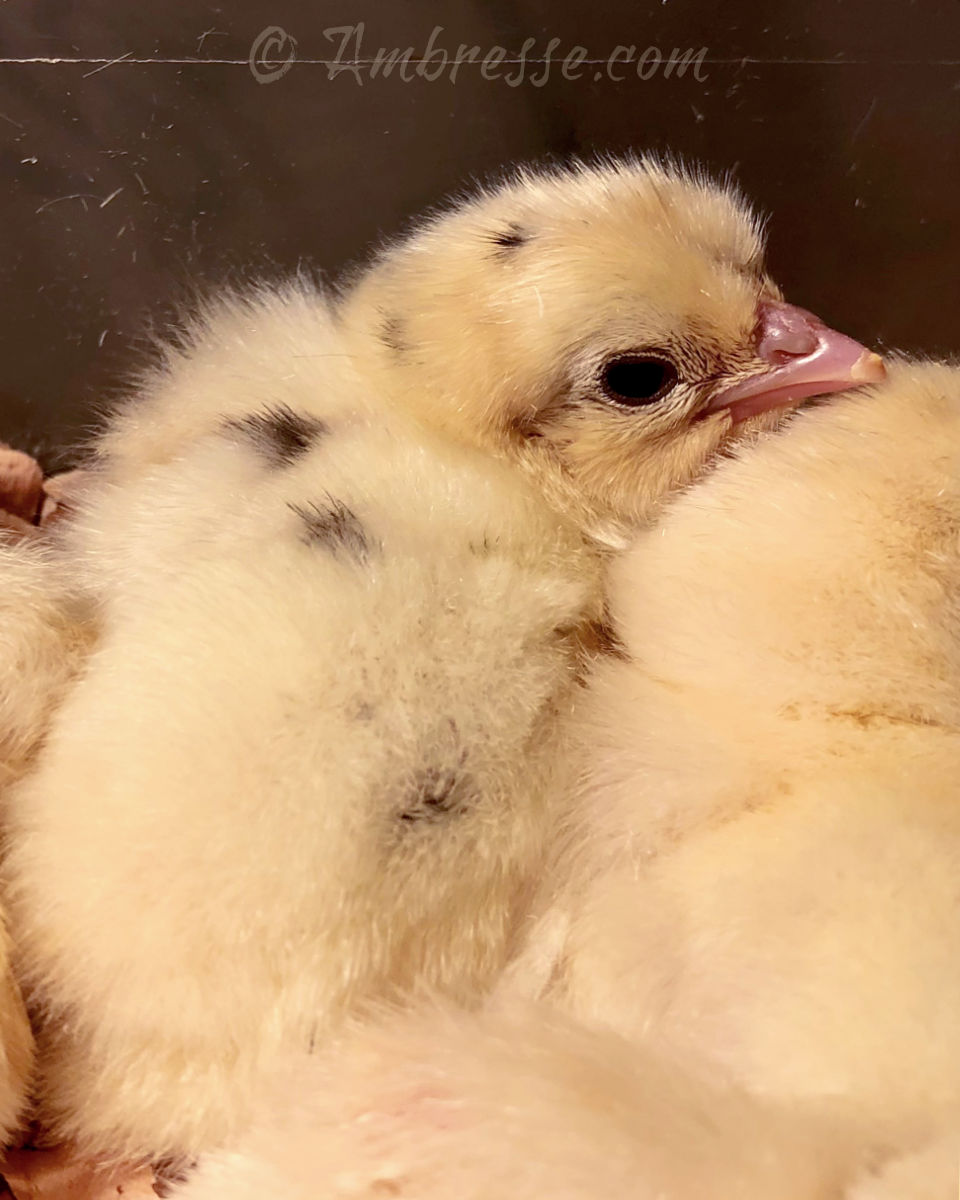 Black leakage in a day-old American Bresse chick.