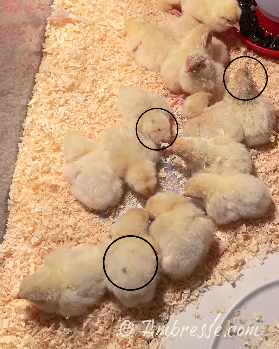 Black Leakage of pigment in white American Bresse chicks.