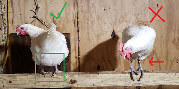 Body structure differences in two hens at Arcadian Orchard in OH.